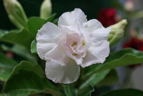 Graines adenium obesum - graines, d'adenium