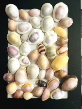 Coquille de cawrie du Japon