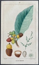 Flore médicale Anacardier