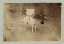 Porthos, gagnant du II Prix de