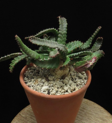 Euphorbia stellata caudex - stellata,,