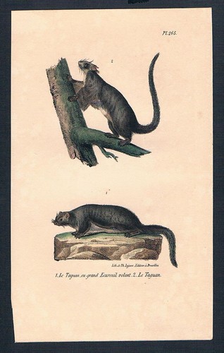 1840 écureuil volant géant - -,