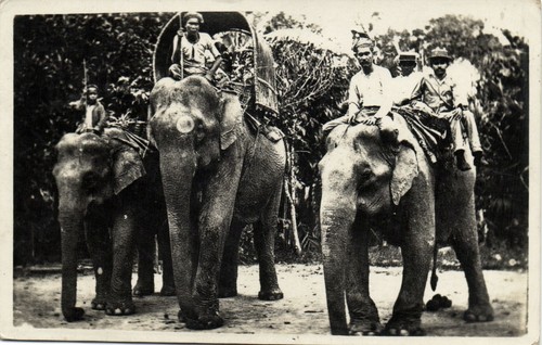 Malaysia elephants real - elephants,