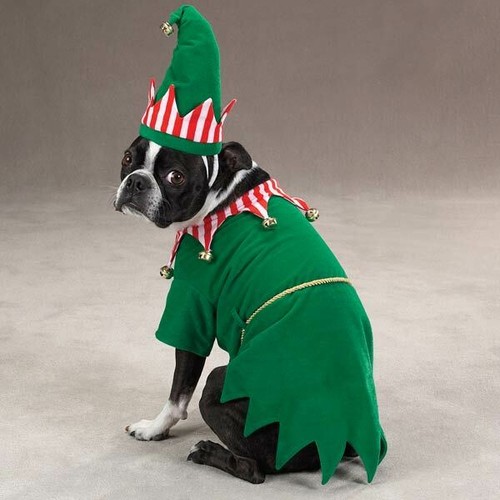 Zack zoey elf dog costume - zoey,
