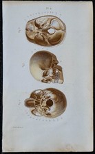 1852 - Planche anatomie