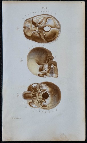 1852 planche anatomie - planche,