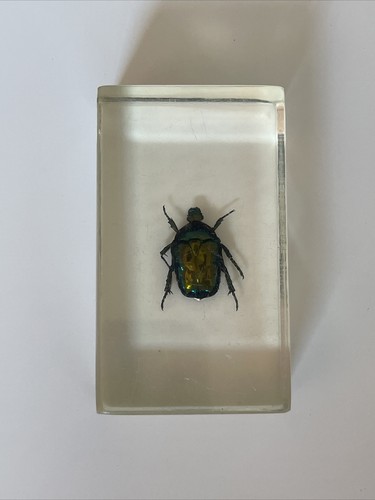 Véritable insecte dans - insecte,