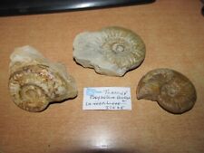 LOT AMMONITES FOSSILES PLEYDELLIA  - TOARCIEN - LA VERPILIERE - ISERE.