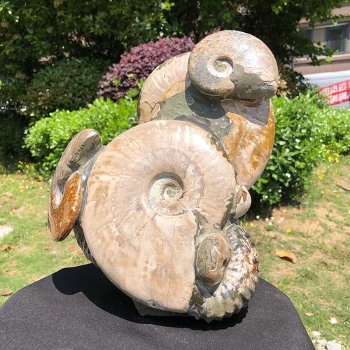 71lb rarem natural tentacle - 14.71lb,