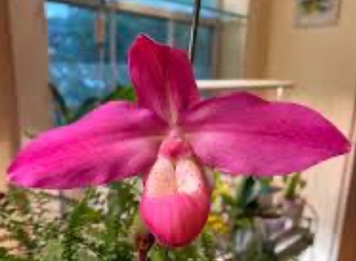 Phragmipedium ackers rose - phragmipedium,
