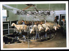 ROQUEFORT-sur-SOULZON (12) FROMAGERIE "SOCIETE" OUVRIER à la SALLE de TRAITE