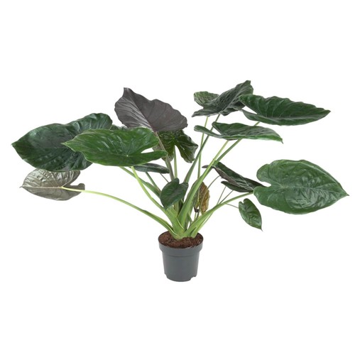 Oreille éléphant alocasia - oreille,