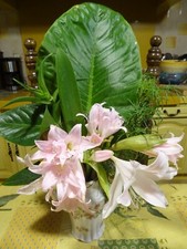 lot  plantes a fleurs agapanthes,  nérines  etc  et plantes  grasses =