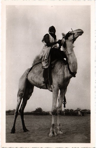 Niger chameau selle - de,
