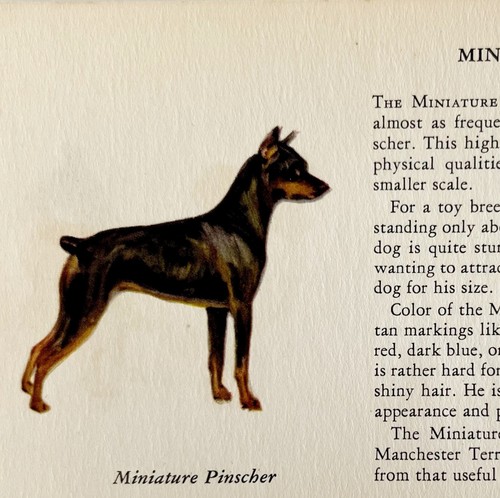 Miniature pinscher 1939 dog - miniature,