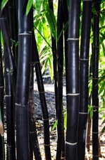 50 Timor Black Bamboo Seeds