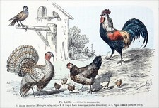 GALLINACÉS - DINDON, COQ et POULE, PIGEON COMMUN - Gravure en couleur du 19e