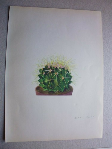 Botanique gravure couleur - botanique:,