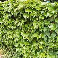 Parthenocissus tricuspidata
