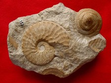 Ammonite du Cénomanien : Schloenbachia subvarians Spath, 1926