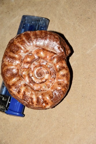 Grande ammonite xenodiscus - ammonite,