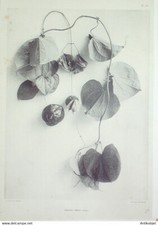 Dioscorea species gravure