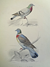 Gravure ancienne Oiseaux