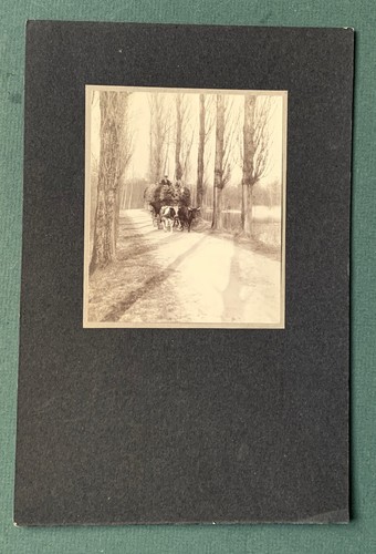 Photo ancienne charrue boeufs - ancienne,