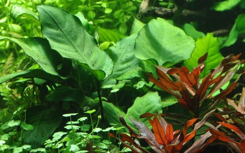 Plante aquarium anubias - plante, d'aquarium