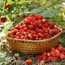 FRAISES SAUVAGES REINE DES VALLÉES, 50 GRAINES + CADEAU GRATUIT