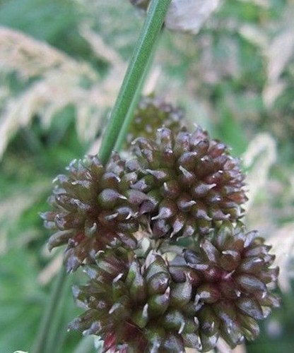 Ail rocambole mélange - rocambole, 'mélange