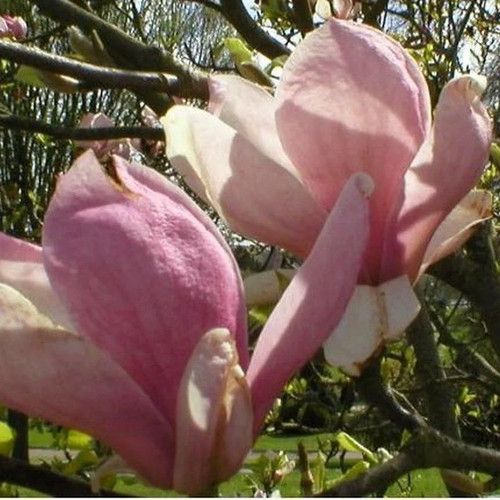 Magnolia soulangeana rustica - magnolia, 'rustica