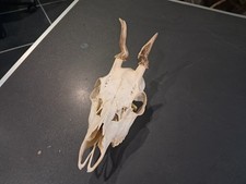 Crâne de chevreuil tête
