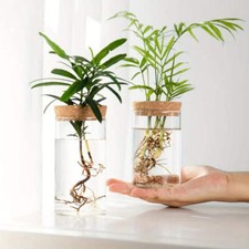 1pc, Hydroponics Plants