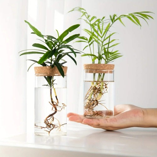 1pc hydroponics plants - 1pc,,