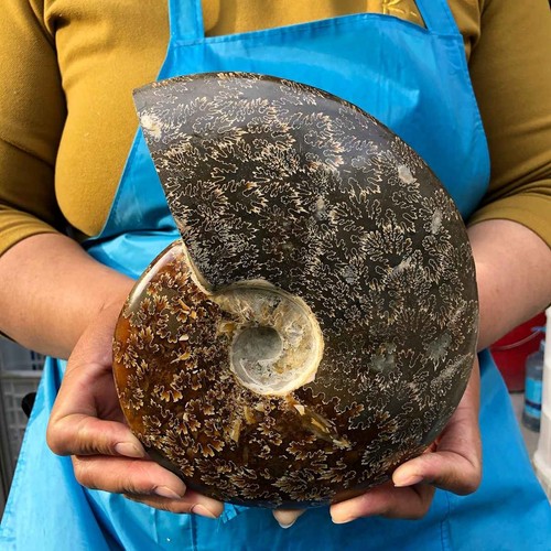 41lb rare natural tentacle - rare!,