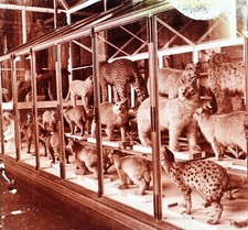 Félins Animal empaillé Zoologie c1920 Photo Stereo Vintage Plaque V35L21n7