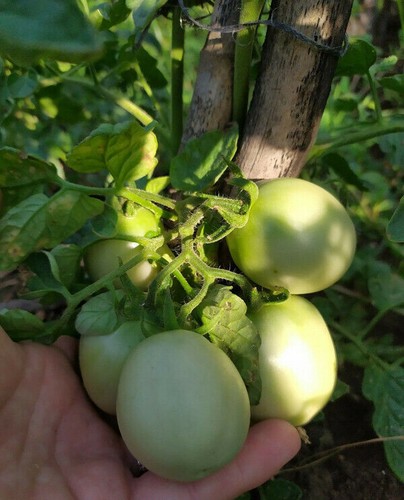 Tomate siccagno sicilienne - sicilienne,, ne