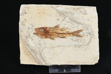 Poisson fossile Dapalis Macarus Oligocene France  64mm