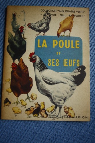 Poule ses oeufs - poule,