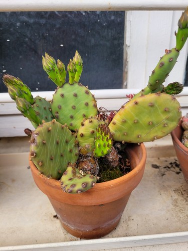 Catus bouture opunta - bouture,