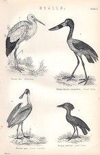 1880 Imprimer ~ Grallae ~