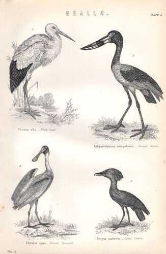 1880 imprimer grallae - 1880,