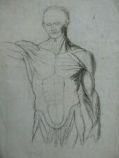 dessin d'anatomie humaine 