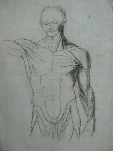 Dessin anatomie humaine - d'anatomie,