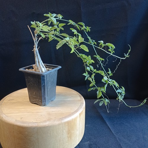 Momordica rostrata caudex - momordica, rostrata,