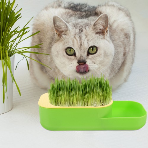 Indoor plant growing - ,