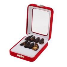 8 Pcs / Pack Gu Zheng Nails