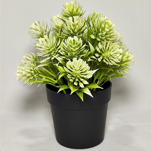 Plante pot herbe de lotus - plante,