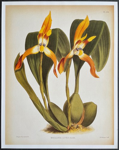 Botanique orchidées - botanique,